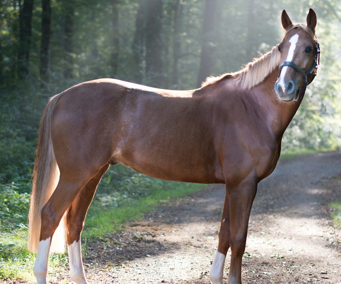 Pferdehalterhaftpflicht